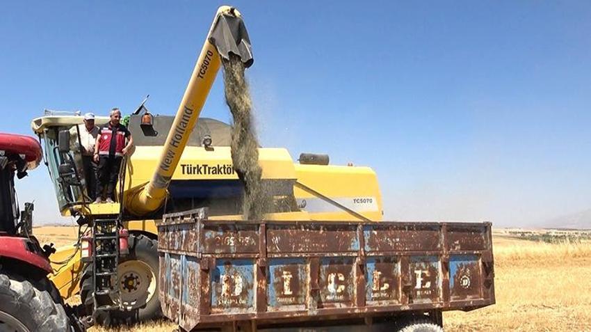 Adıyaman'da ilk kez ekildi! Amerika ve Almanya sıraya girdi: Çiftçinin yeni ek gelir kaynağı oldu