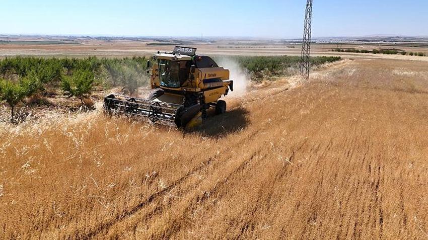 Adıyaman'da ilk kez ekildi! Amerika ve Almanya sıraya girdi: Çiftçinin yeni ek gelir kaynağı oldu
