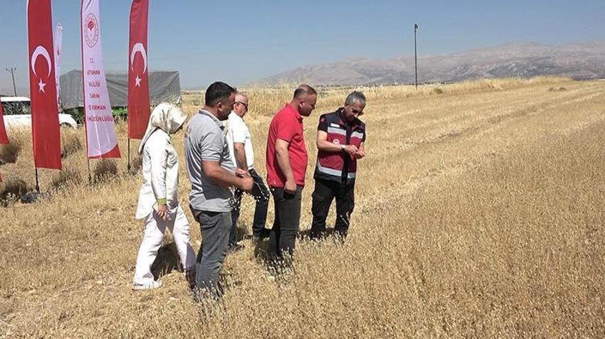 Adıyaman'da ilk kez ekildi! Amerika ve Almanya sıraya girdi: Çiftçinin yeni ek gelir kaynağı oldu