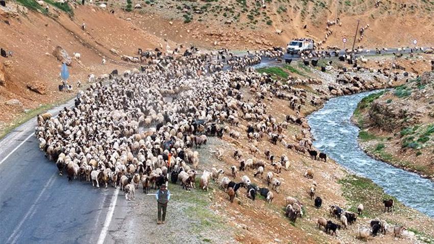 Van'da yayla sezonu açıldı! Yaylalarda otlatılan binlerce küçükbaş hayvan günde iki kez sağıma götürülüyor: Üreticinin yüzü gülüyor