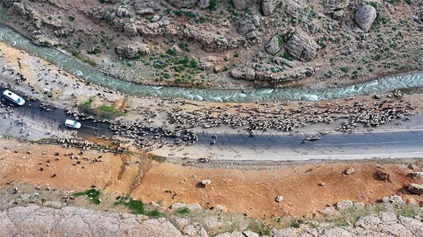 Van'da yayla sezonu açıldı! Yaylalarda otlatılan binlerce küçükbaş hayvan günde iki kez sağıma götürülüyor: Üreticinin yüzü gülüyor