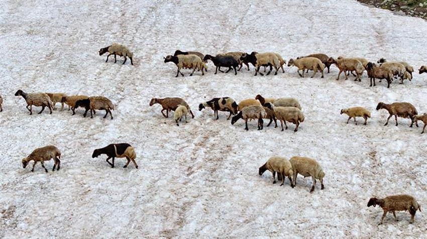 Van'da yayla sezonu açıldı! Yaylalarda otlatılan binlerce küçükbaş hayvan günde iki kez sağıma götürülüyor: Üreticinin yüzü gülüyor