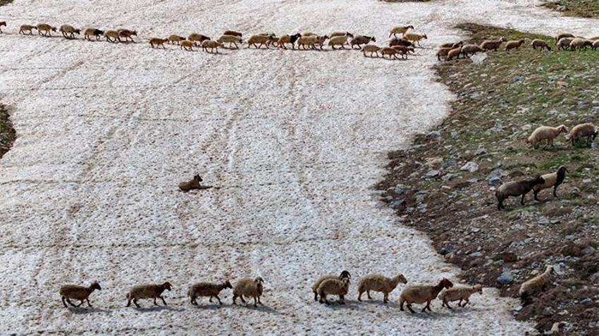 Van'da yayla sezonu açıldı! Yaylalarda otlatılan binlerce küçükbaş hayvan günde iki kez sağıma götürülüyor: Üreticinin yüzü gülüyor