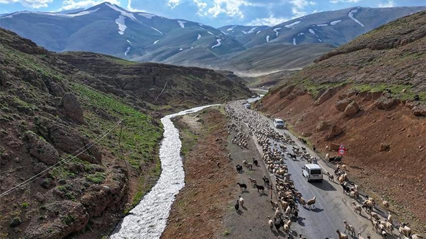 Van'da yayla sezonu açıldı! Yaylalarda otlatılan binlerce küçükbaş hayvan günde iki kez sağıma götürülüyor: Üreticinin yüzü gülüyor