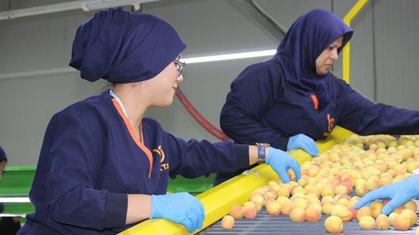 Malatya'da sarı altın hasadı başladı! Dünyanın dört bir yanına ihraç ediliyor