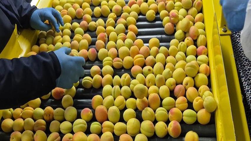 Malatya'da sarı altın hasadı başladı! Dünyanın dört bir yanına ihraç ediliyor
