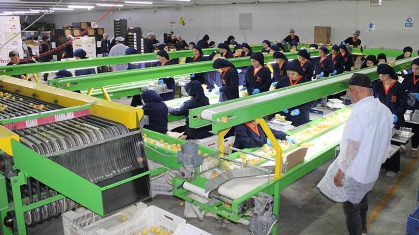 Malatya'da sarı altın hasadı başladı! Dünyanın dört bir yanına ihraç ediliyor