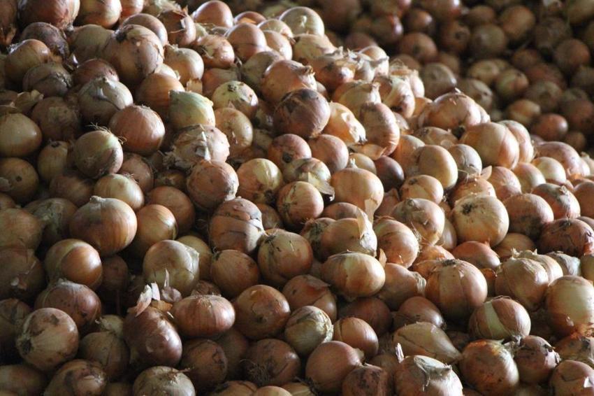 Suluova'nın 'kırmızı altını' tarladan çıktı! 2026 fiyatları çiftçinin yüzünü güldürüyor