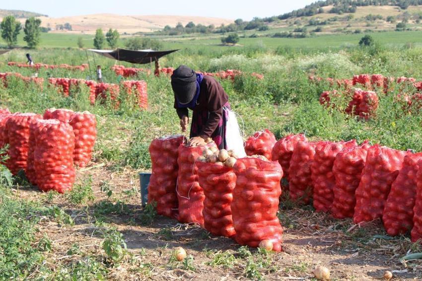 Suluova'nın 'kırmızı altını' tarladan çıktı! 2026 fiyatları çiftçinin yüzünü güldürüyor