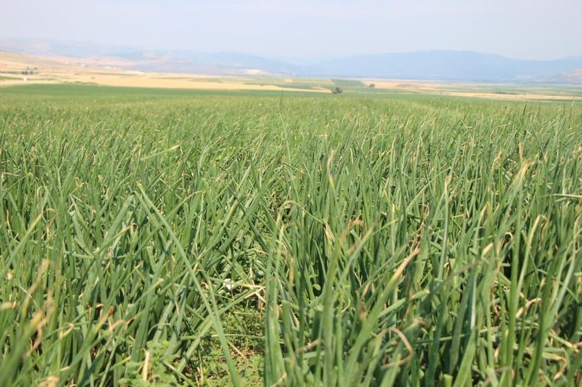 Suluova'nın 'kırmızı altını' tarladan çıktı! 2026 fiyatları çiftçinin yüzünü güldürüyor