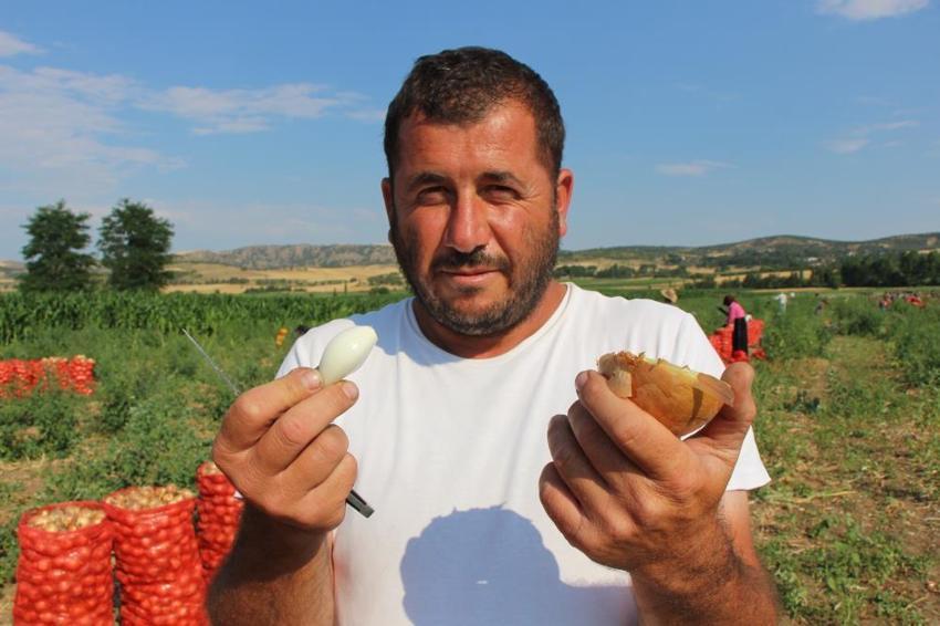 Suluova'nın 'kırmızı altını' tarladan çıktı! 2026 fiyatları çiftçinin yüzünü güldürüyor
