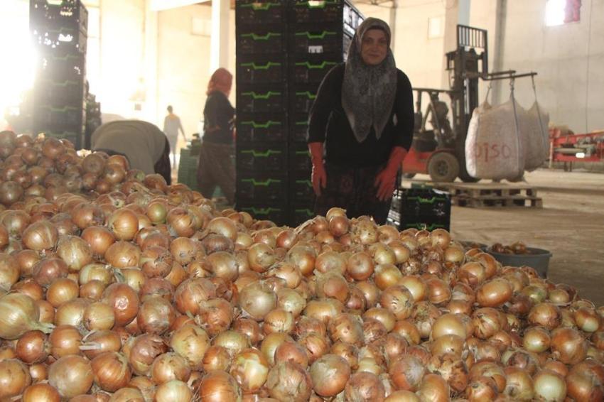 Suluova'nın 'kırmızı altını' tarladan çıktı! 2026 fiyatları çiftçinin yüzünü güldürüyor