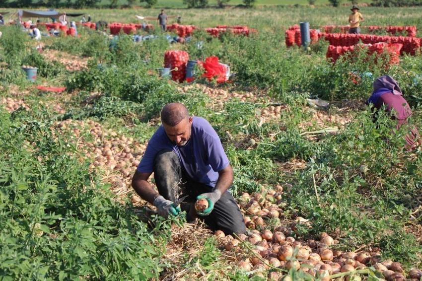 Urfalı tarım işçisi Amasya'da mikrofonu eline aldı: Tarlada ünlü sanatçılardan destek bekliyor