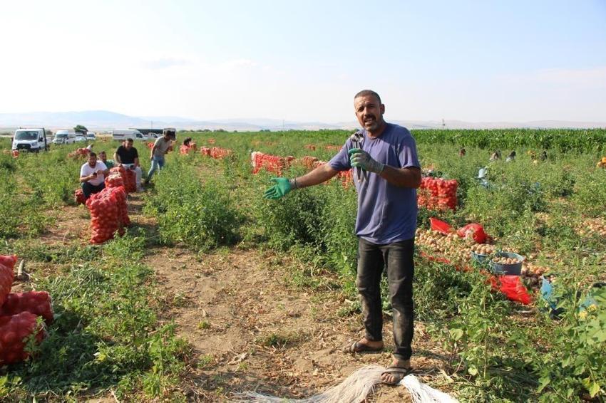 Urfalı tarım işçisi Amasya'da mikrofonu eline aldı: Tarlada ünlü sanatçılardan destek bekliyor