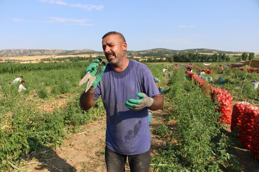 Urfalı tarım işçisi Amasya'da mikrofonu eline aldı: Tarlada ünlü sanatçılardan destek bekliyor