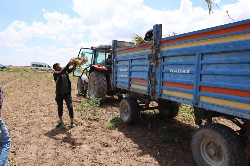 Başlık parası Şanlıurfalı aşıkları ayırıyor! Oğulları için para biriktirmek isteyen aile Aksaray'ın tarlalarında çalışıyor: 'Başlık parası kalksın'