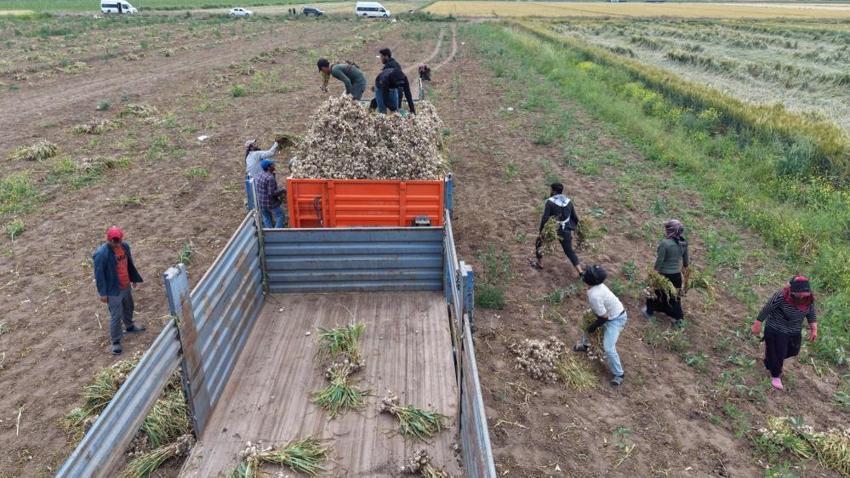 Başlık parası Şanlıurfalı aşıkları ayırıyor! Oğulları için para biriktirmek isteyen aile Aksaray'ın tarlalarında çalışıyor: 'Başlık parası kalksın'