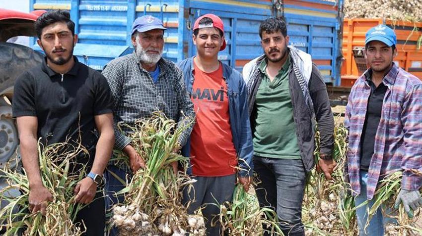 Başlık parası Şanlıurfalı aşıkları ayırıyor! Oğulları için para biriktirmek isteyen aile Aksaray'ın tarlalarında çalışıyor: 'Başlık parası kalksın'