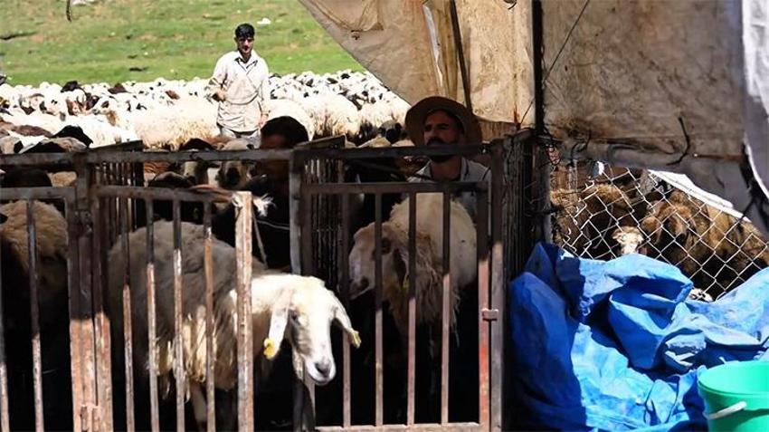 Munzur’un zirvesinde asırlık mesai! Zorlu yayla şartlarında tescilli lezzet üretiliyor