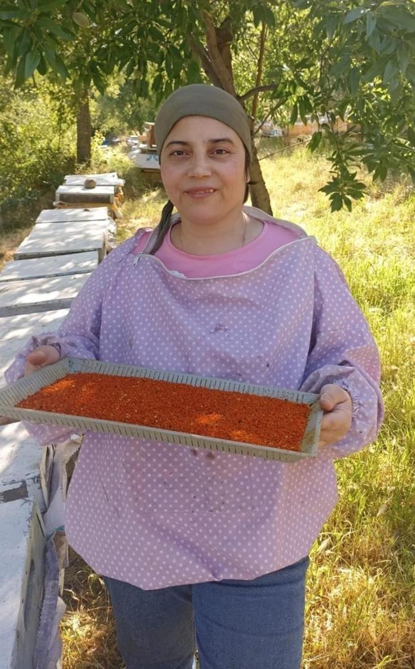 Buldan'da renkli mesai: Doğanın mucizesi endemik polen hasadı başladı! 'Faydaları saymakla bitmiyor'