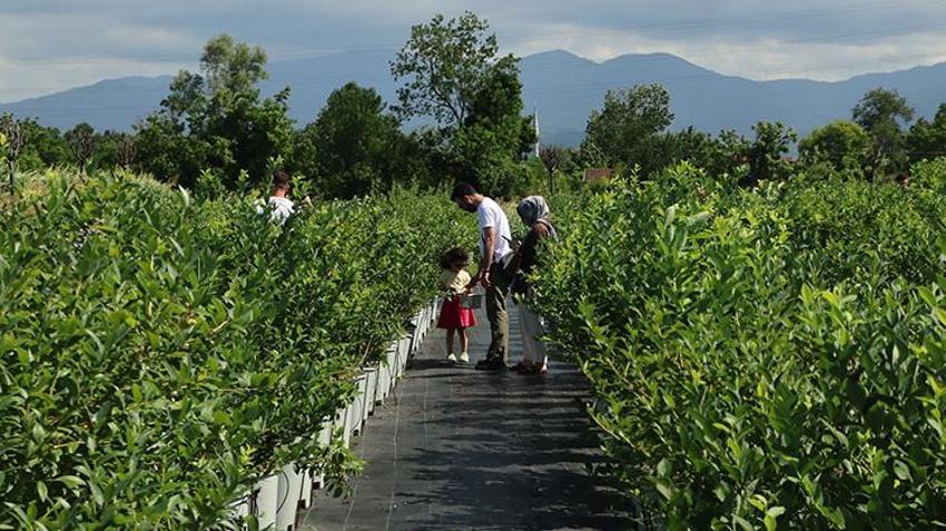 Sakarya'da sepetini alan o bahçeye koşuyor: Toplarken yemek tamamen serbest!