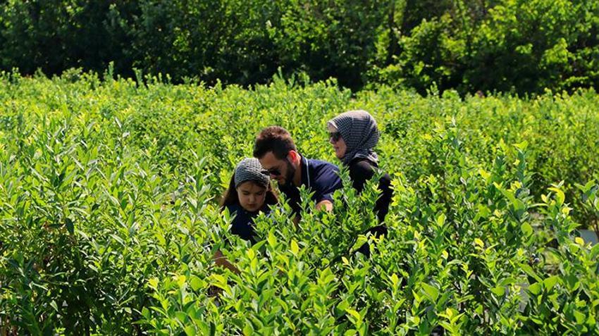 Sakarya'da sepetini alan o bahçeye koşuyor: Toplarken yemek tamamen serbest!