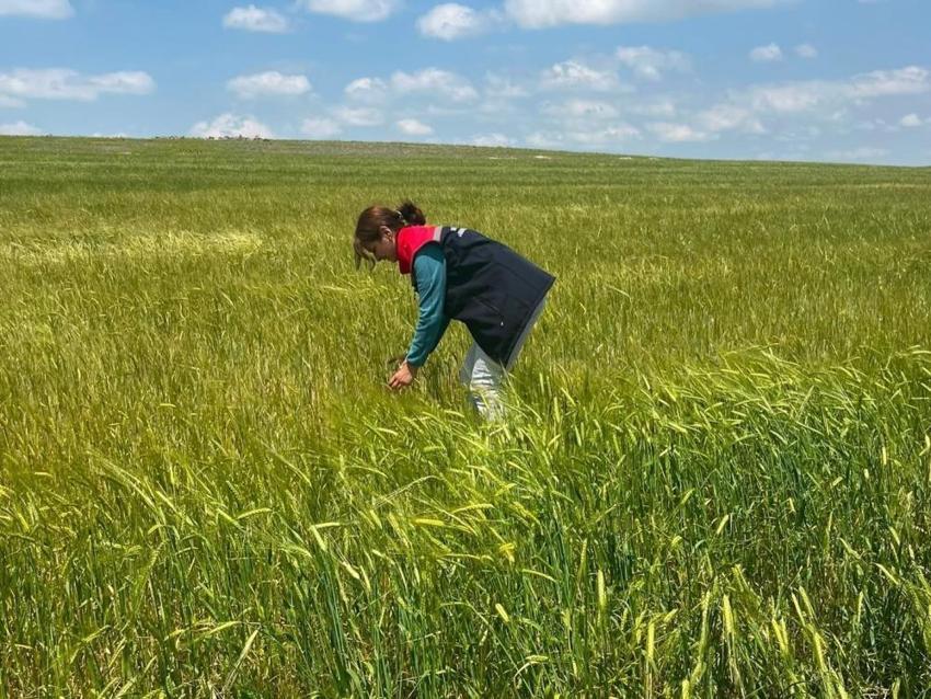 Kars’ta şiddetli dolu ve fırtına kabusu! 3 köyde tarım arazileri vuruldu: Ekipler sahaya indi