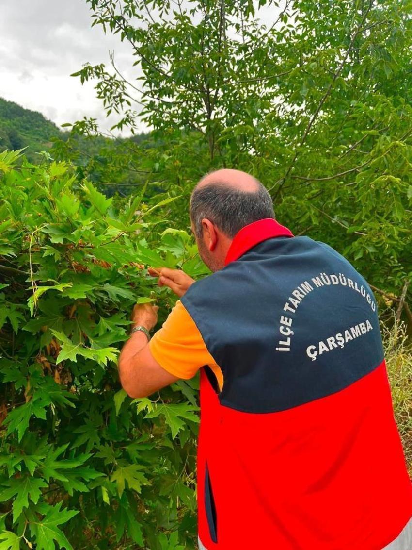 Fındık ve tarım arazilerini korumak için düğmeye basıldı! 9 mahallede samuray arıcığı salındı