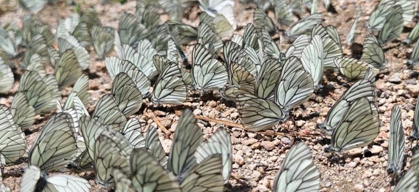 20 yıldır böylesi görülmedi! Nemrut Krater Gölü'nde şaşkına çeviren görüntü
