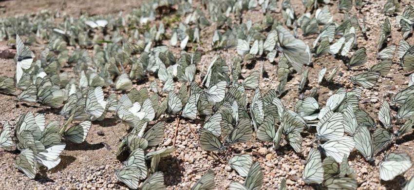 20 yıldır böylesi görülmedi! Nemrut Krater Gölü'nde şaşkına çeviren görüntü
