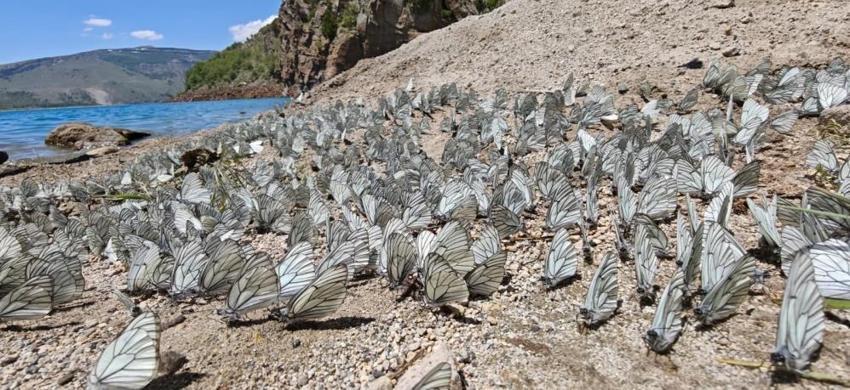 20 yıldır böylesi görülmedi! Nemrut Krater Gölü'nde şaşkına çeviren görüntü