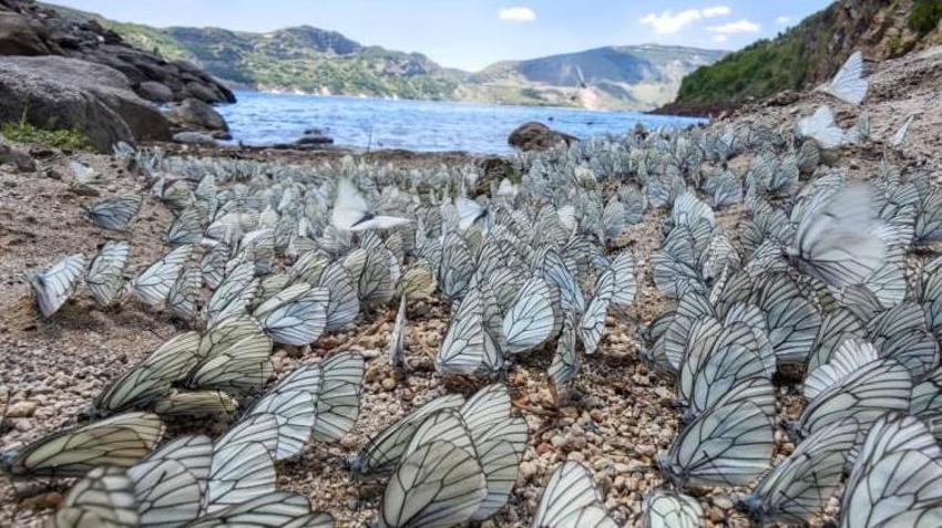 20 yıldır böylesi görülmedi! Nemrut Krater Gölü'nde şaşkına çeviren görüntü
