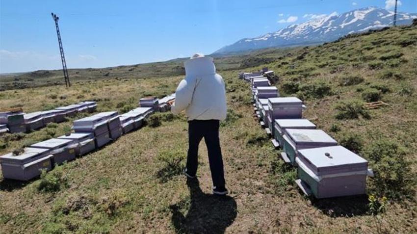 Süphan Dağı’nın saklı hazinesi! Arıcıların yeni gözdesi, bölge ekonomisine büyük katkı...