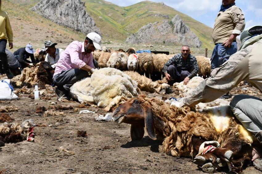 Şırnak’ta yayla öncesi zorlu seferberlik! Binlerce küçükbaş hayvan için yılda bir kez yapılan mesai başladı