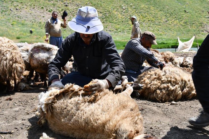 Şırnak’ta yayla öncesi zorlu seferberlik! Binlerce küçükbaş hayvan için yılda bir kez yapılan mesai başladı