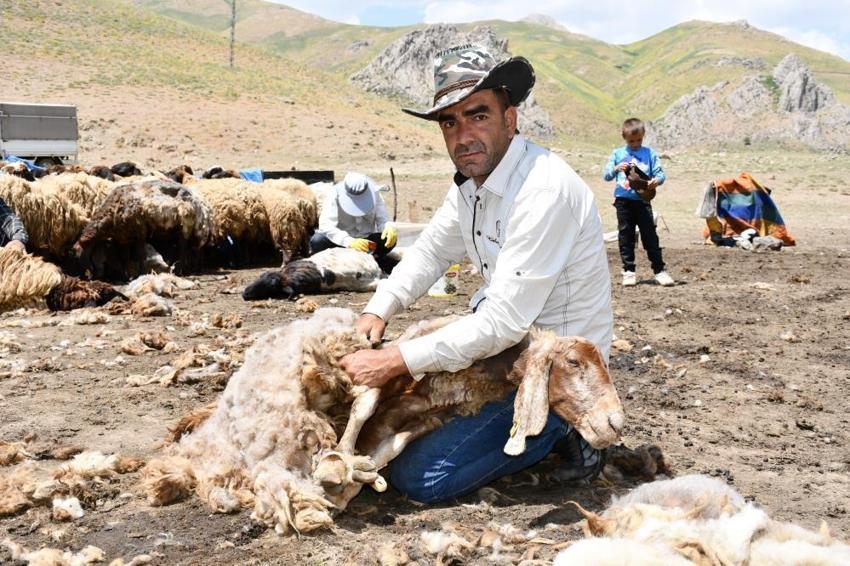 Şırnak’ta yayla öncesi zorlu seferberlik! Binlerce küçükbaş hayvan için yılda bir kez yapılan mesai başladı