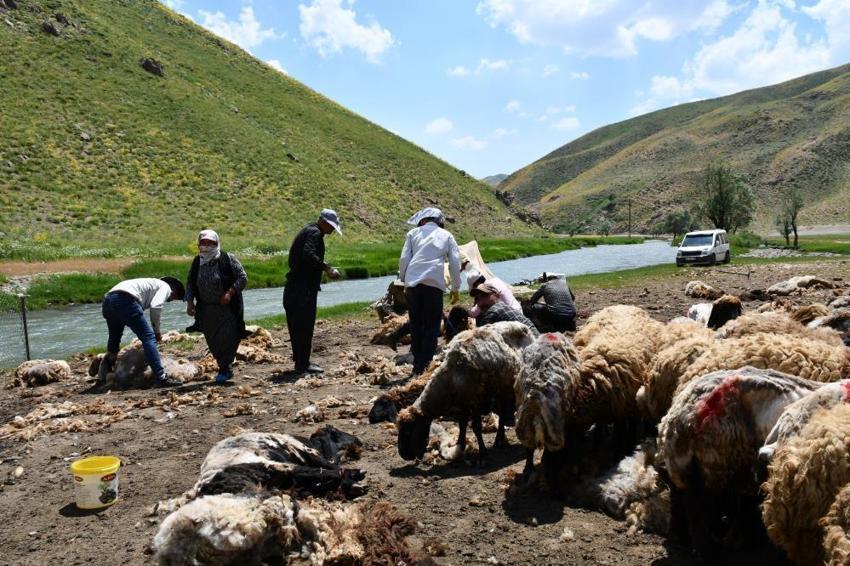 Şırnak’ta yayla öncesi zorlu seferberlik! Binlerce küçükbaş hayvan için yılda bir kez yapılan mesai başladı