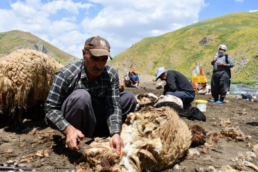 Şırnak’ta yayla öncesi zorlu seferberlik! Binlerce küçükbaş hayvan için yılda bir kez yapılan mesai başladı