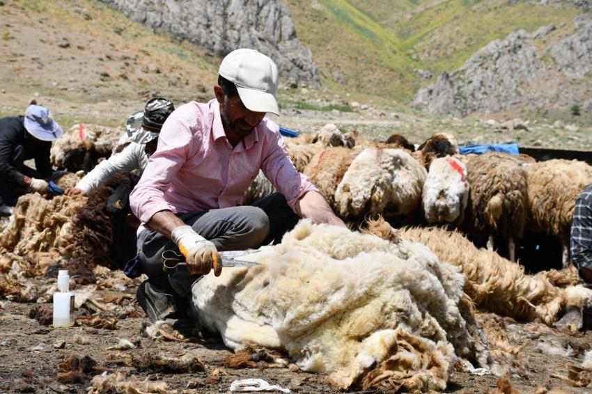 Şırnak’ta yayla öncesi zorlu seferberlik! Binlerce küçükbaş hayvan için yılda bir kez yapılan mesai başladı