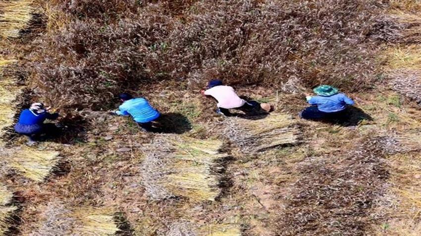 Biçerdöver giremiyor! Osmaniye'de imece usulü hasat başladı