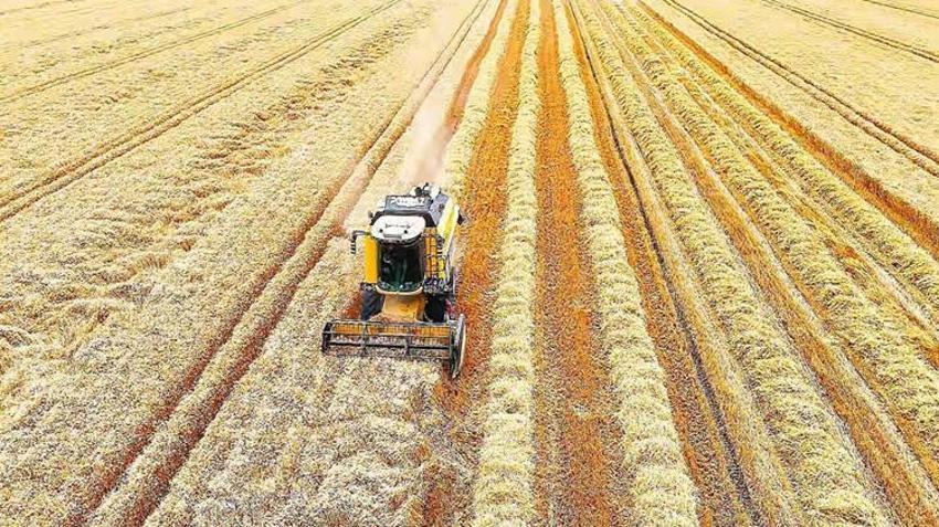 Biçerdöver giremiyor! Osmaniye'de imece usulü hasat başladı