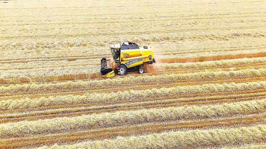Biçerdöver giremiyor! Osmaniye'de imece usulü hasat başladı