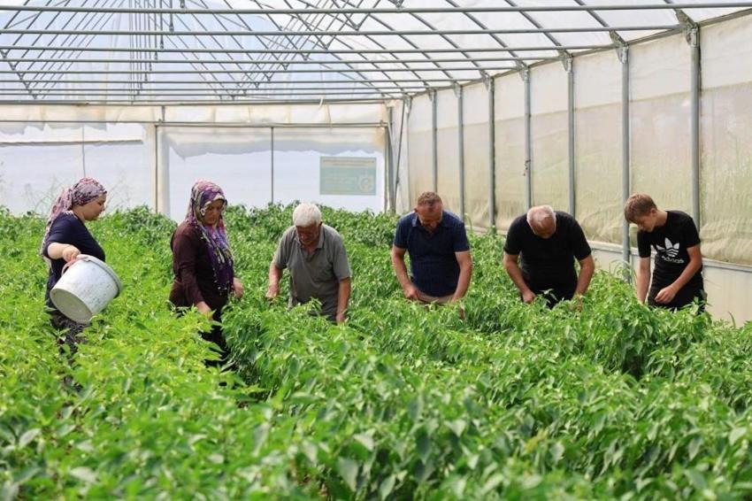 Kocaeli'de hibeli hasat başladı: Seralarda sebzeler 36 ay ömürlü naylon örtülerle yapılıyor