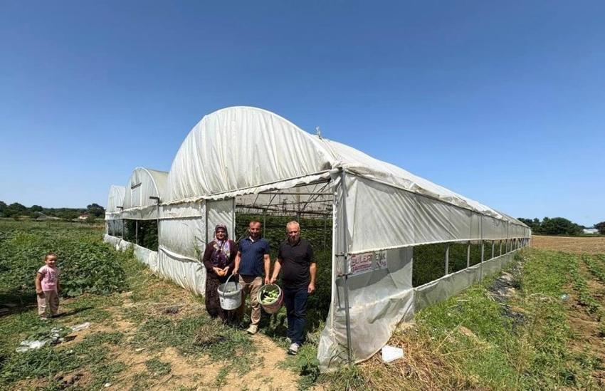 Kocaeli'de hibeli hasat başladı: Seralarda sebzeler 36 ay ömürlü naylon örtülerle yapılıyor