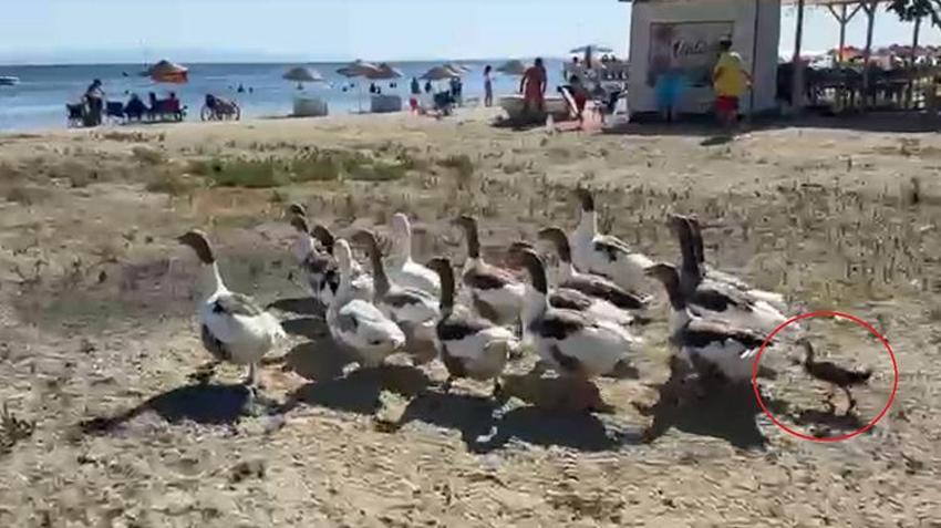 Balıkesir'de 'şartlı tahliye' edilen kazlar, ördek yavrusunu sahiplendi