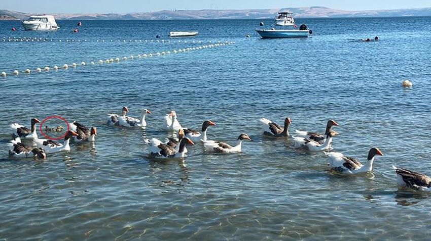 Balıkesir'de 'şartlı tahliye' edilen kazlar, ördek yavrusunu sahiplendi