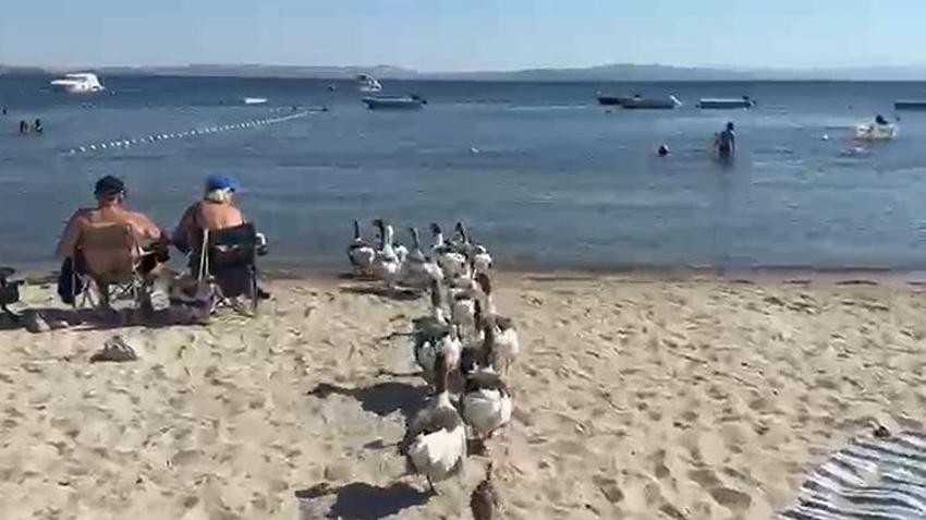 Balıkesir'de 'şartlı tahliye' edilen kazlar, ördek yavrusunu sahiplendi
