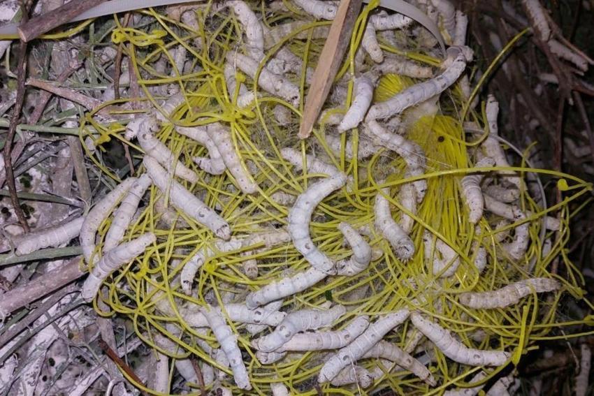 15 günde 130 bin lira kazandırdı! Ordu'da üreticilerin yeni kazanç kapısı oldu