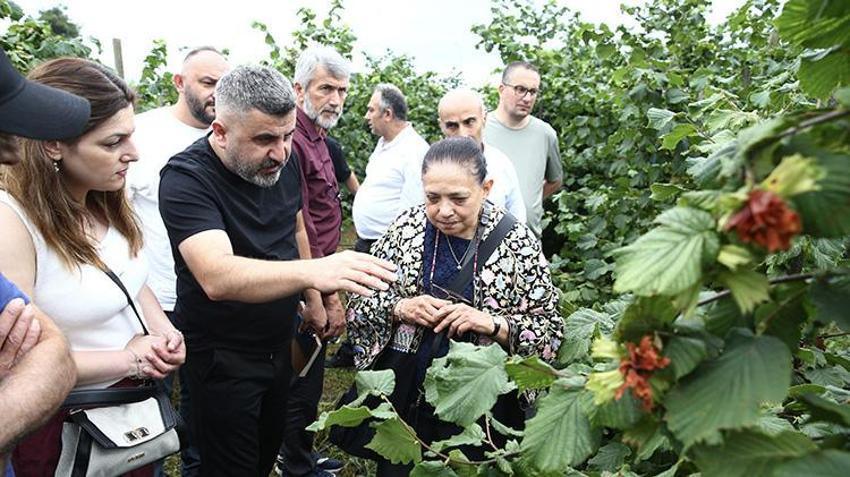 Fındık bahçesi olanlar dikkat: Verimi 6 kat artıran mucize yöntem! Ocak sistemi tarihe karışıyor, İşte yeni terbiye yönteminin sırrı!