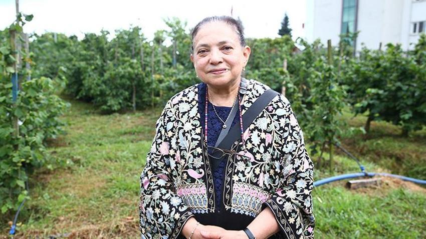 Fındık bahçesi olanlar dikkat: Verimi 6 kat artıran mucize yöntem! Ocak sistemi tarihe karışıyor, İşte yeni terbiye yönteminin sırrı!